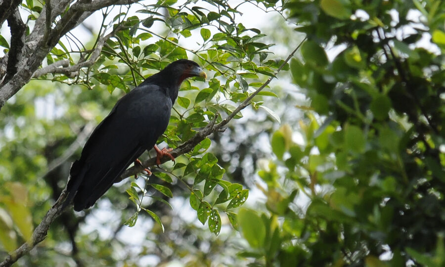 Red-throated Caracaraadult