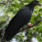 Caracara à gorge rouge