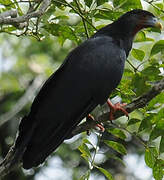 Red-throated Caracara