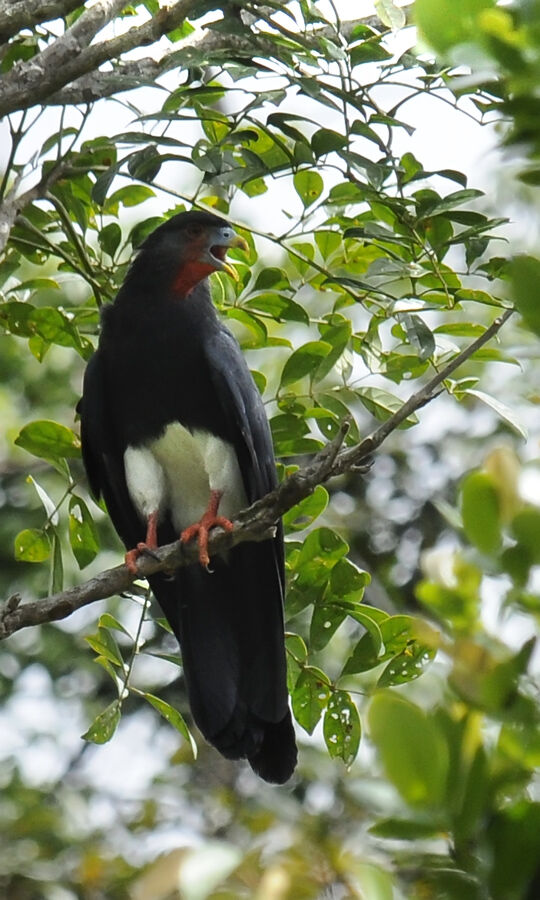 Red-throated Caracaraadult