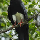 Caracara à gorge rouge