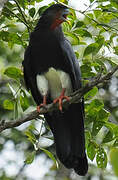 Red-throated Caracara