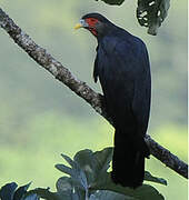 Caracara à gorge rouge