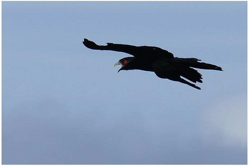 Caracara à gorge rougeadulte