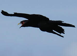 Caracara à gorge rouge