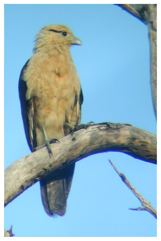 Caracara à tête jauneadulte