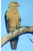 Yellow-headed Caracara