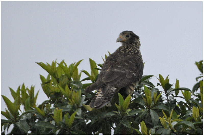 Caracara à tête jauneimmature