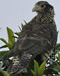 Caracara à tête jaune