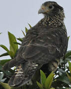 Yellow-headed Caracara