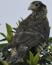 Caracara à tête jaune