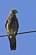 Yellow-headed Caracara