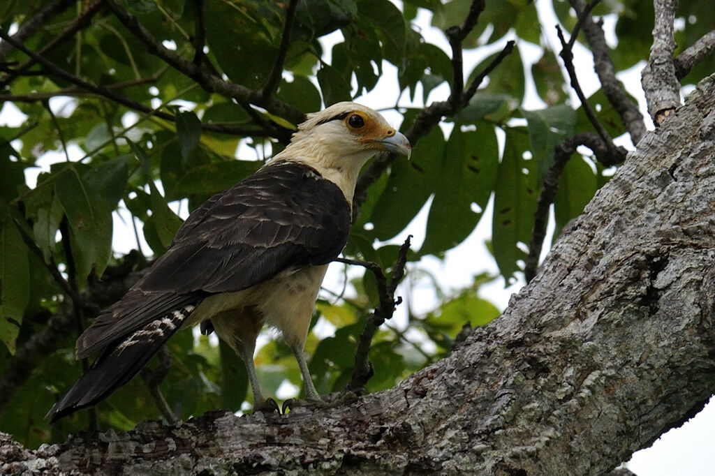 Caracara à tête jauneadulte