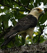 Yellow-headed Caracara