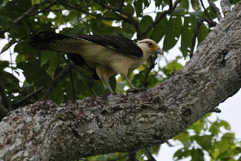 Yellow-headed Caracaraadult, identification