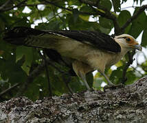 Caracara à tête jaune