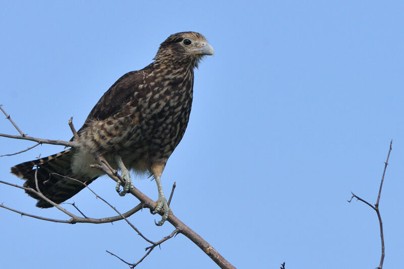 Caracara à tête jauneimmature