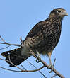 Caracara à tête jaune