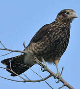 Yellow-headed Caracara