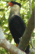 Caracara huppé