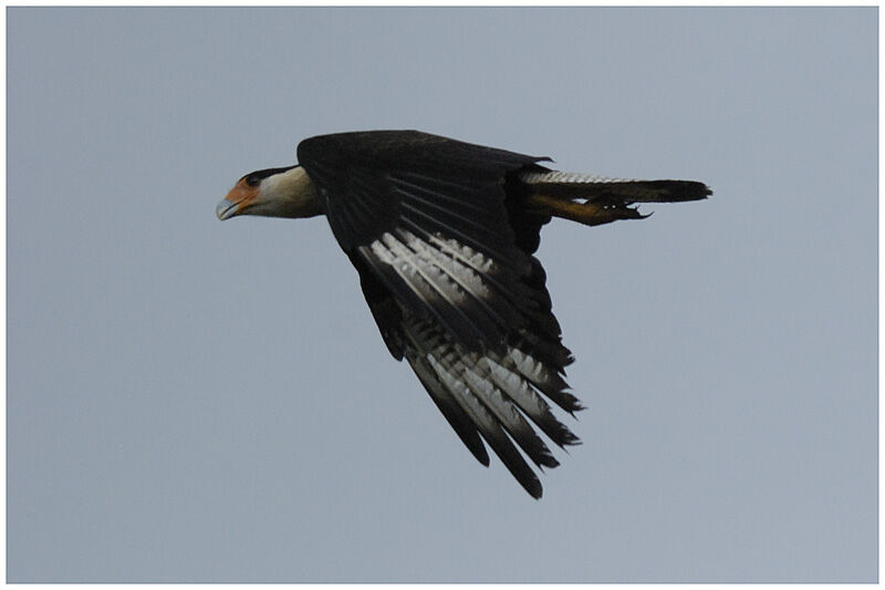 Caracara huppéadulte