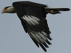 Southern Crested Caracara