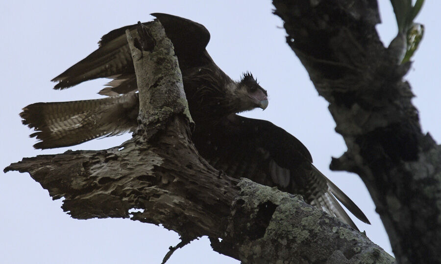 Caracara huppéimmature