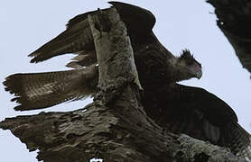 Southern Crested Caracara