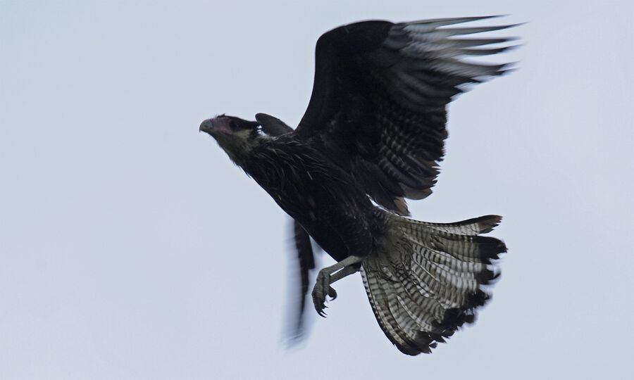 Caracara huppéadulte