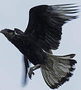 Southern Crested Caracara