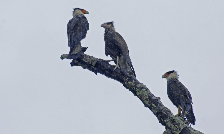 Caracara huppéadulte