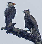 Southern Crested Caracara