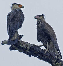 Caracara huppé