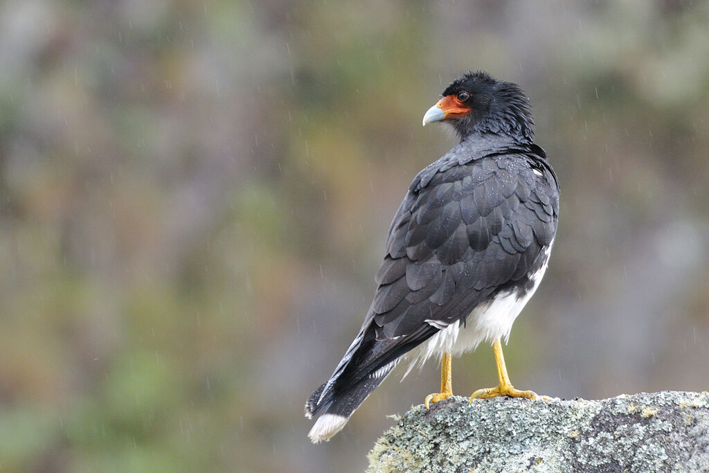 Mountain Caracaraadult, identification