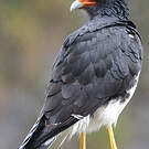 Caracara montagnard