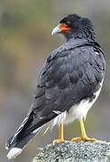 Mountain Caracara