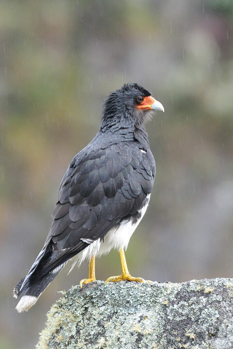 Caracara montagnard adulte pain72633