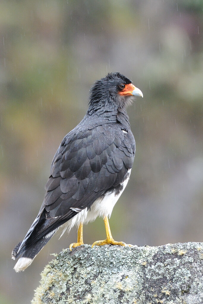 Mountain Caracaraadult, identification