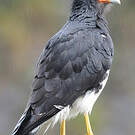 Caracara montagnard