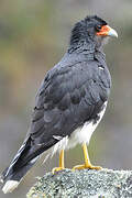 Mountain Caracara