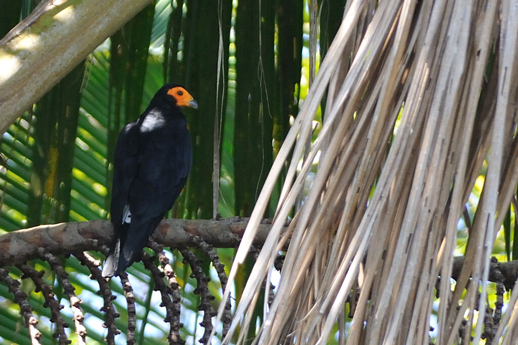 Black Caracaraadult