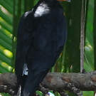 Caracara noir