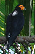 Black Caracara