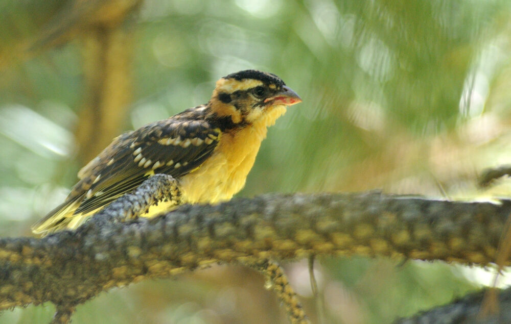 Black-headed Grosbeakjuvenile