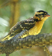 Black-headed Grosbeak