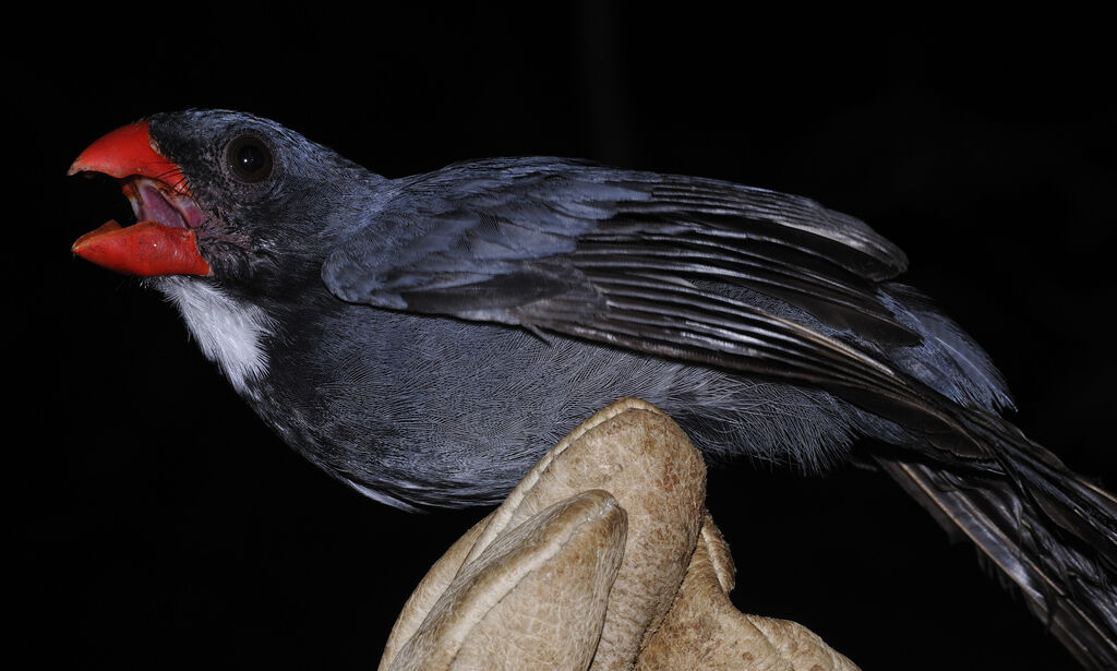 Slate-colored Grosbeak male adult