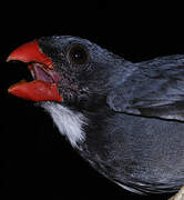 Slate-colored Grosbeak