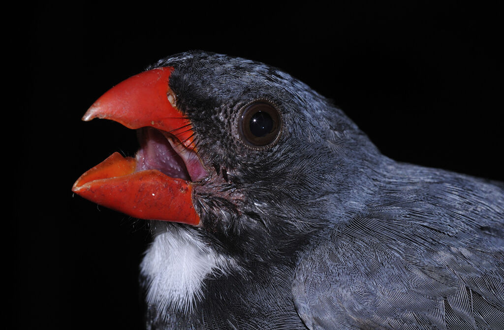 Slate-colored Grosbeak male adult