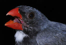 Slate-colored Grosbeak