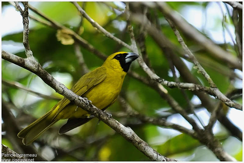 Yellow-green Grosbeakadult, identification